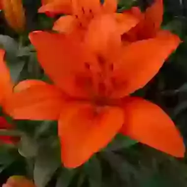 Orange Summer